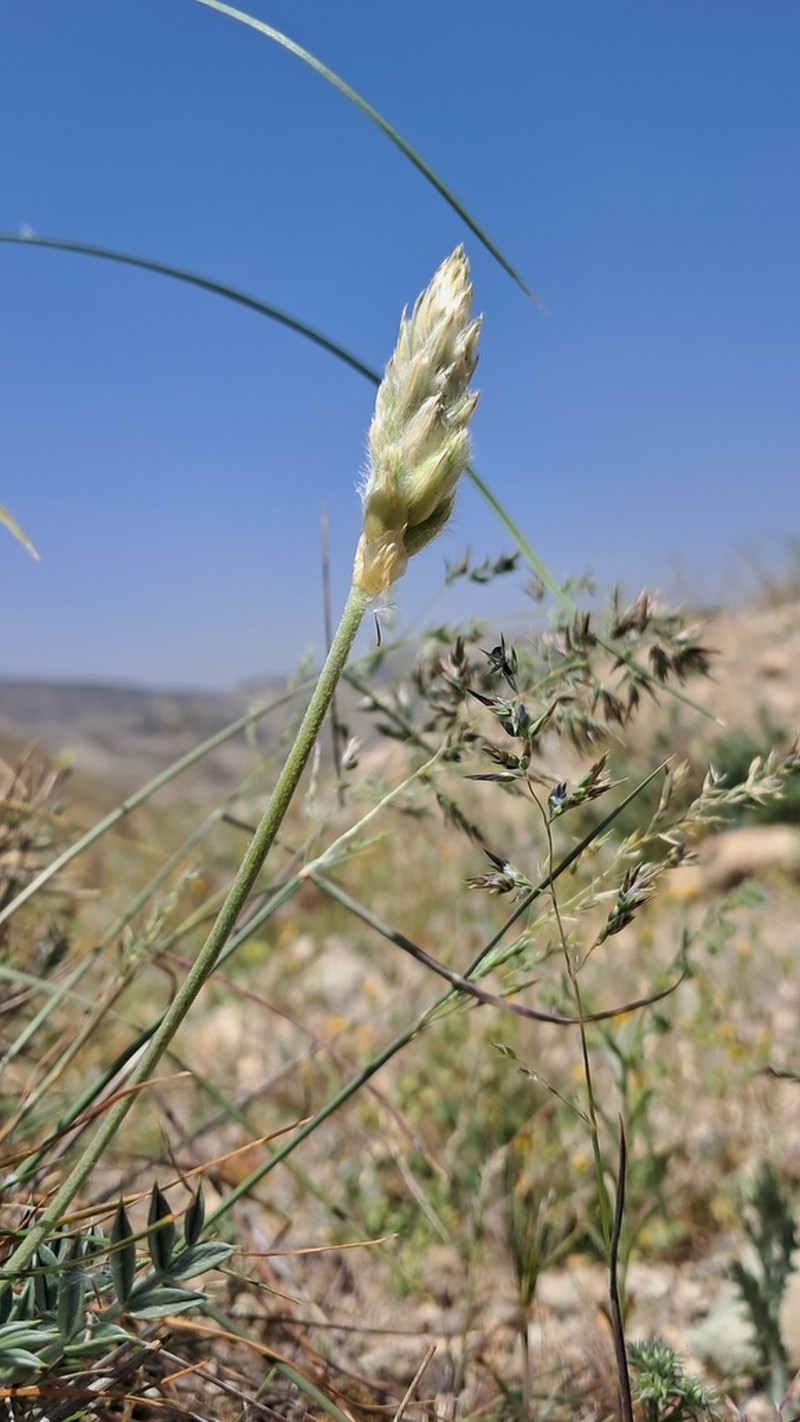 Astragalus chrysostachys photo 4