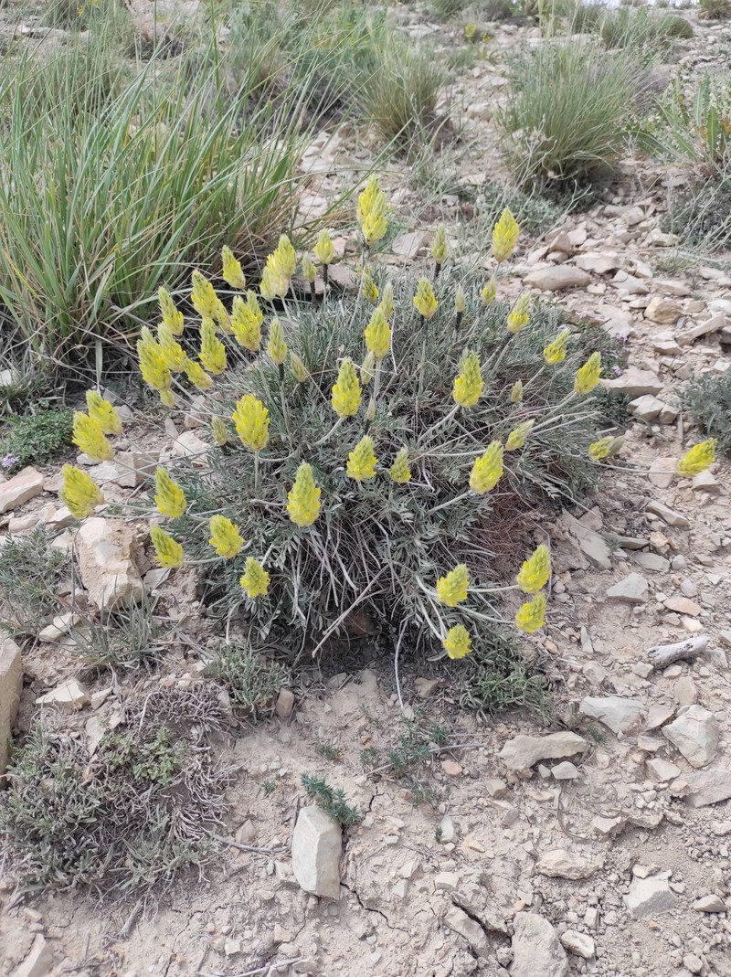 Astragalus chrysostachys photo 5