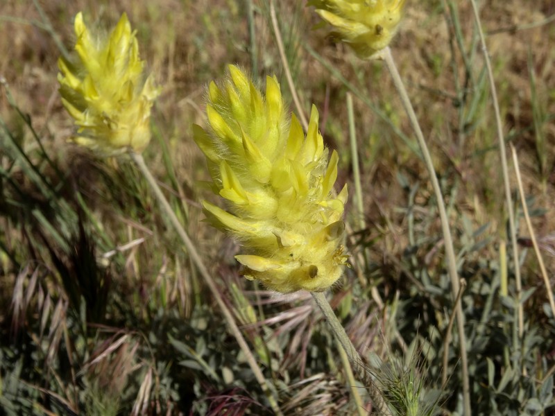 Astragalus chrysostachys photo 6