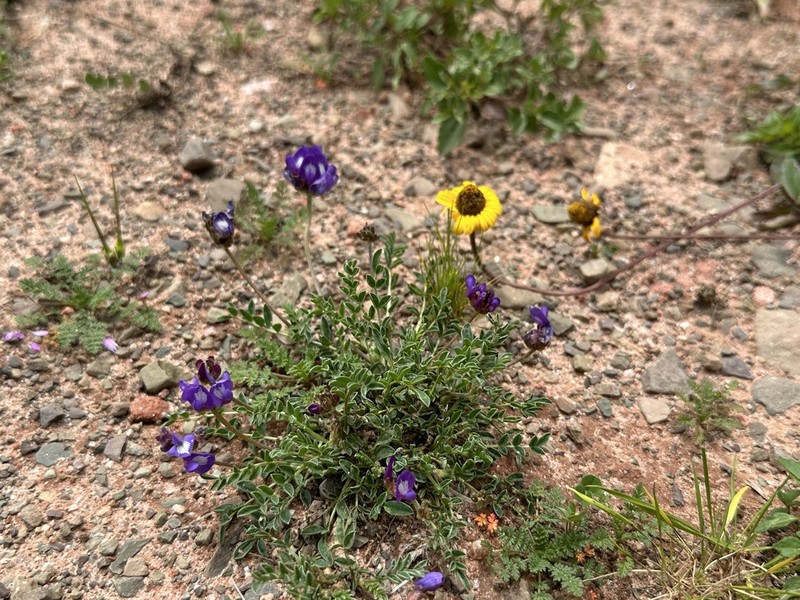Astragalus chubutensis photo 4