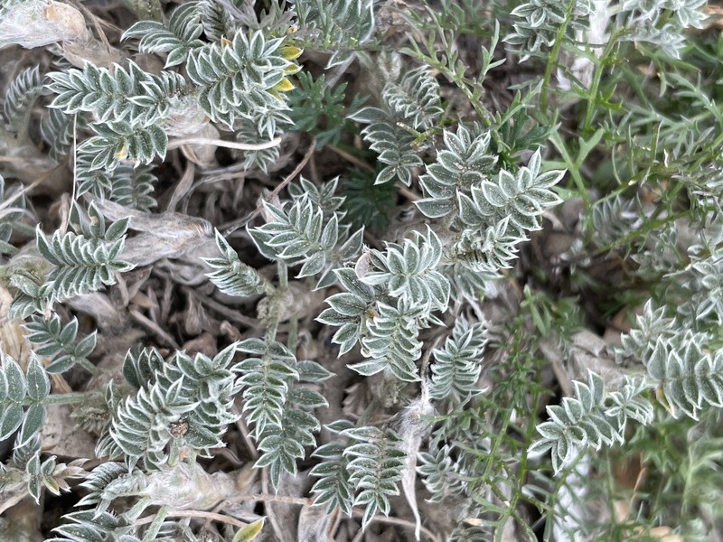 Astragalus chubutensis photo 6
