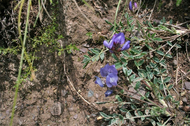 Astragalus chubutensis photo 7