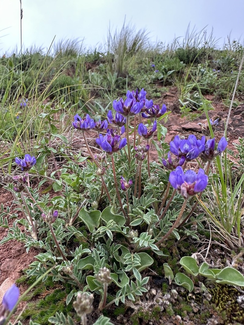 Astragalus chubutensis