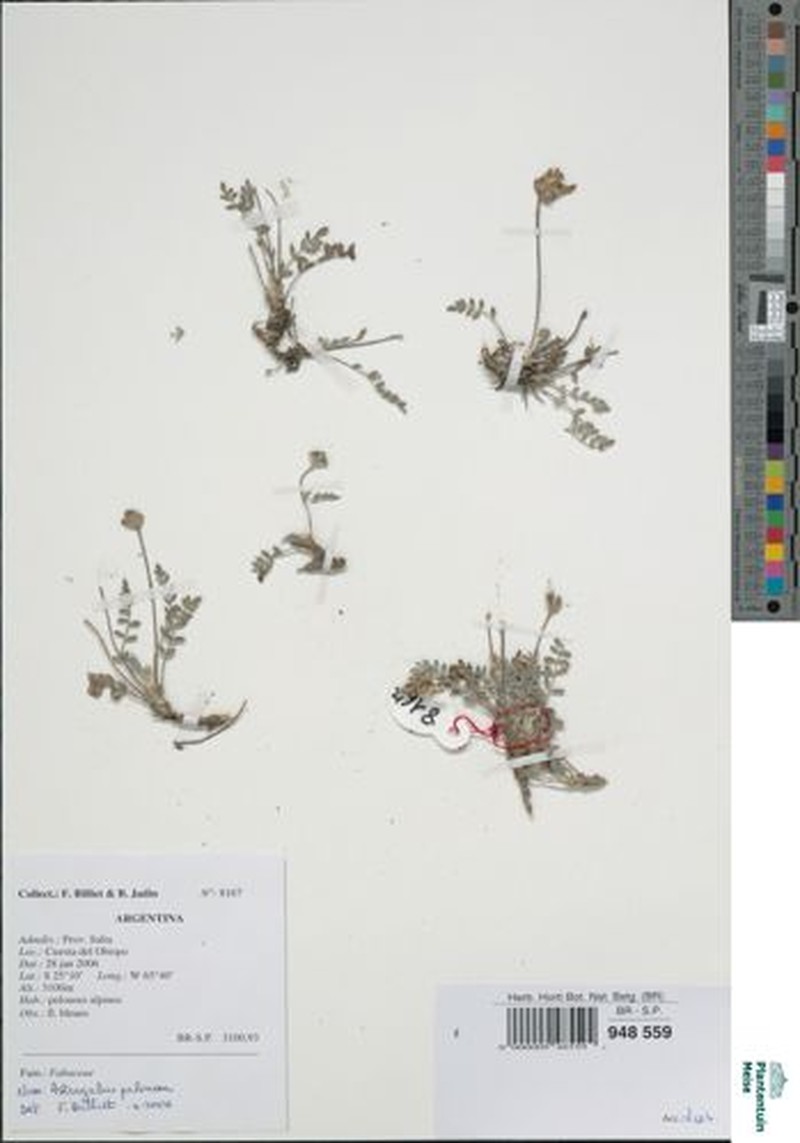 Astragalus chubutensis photo 2