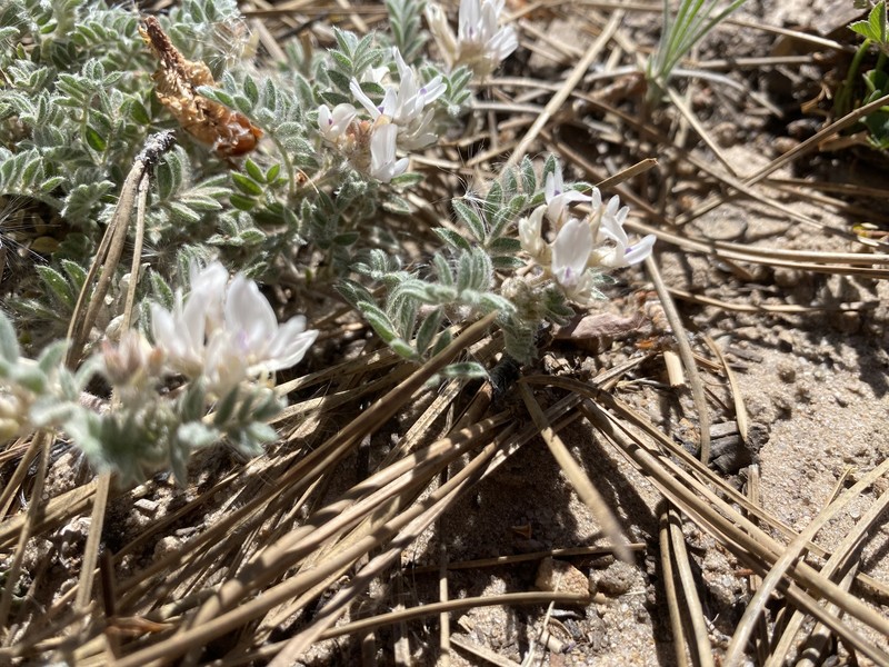 San Juan Milkvetch photo 3