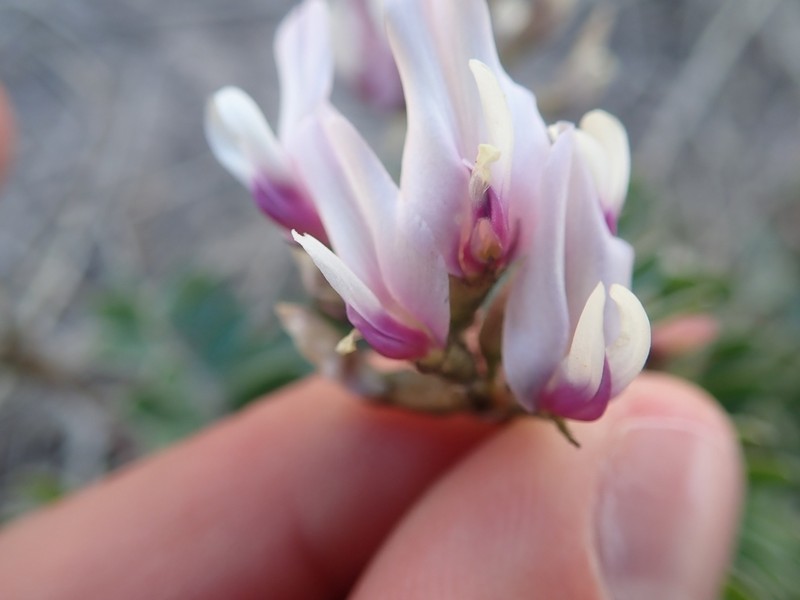 Browse Milkvetch photo 3