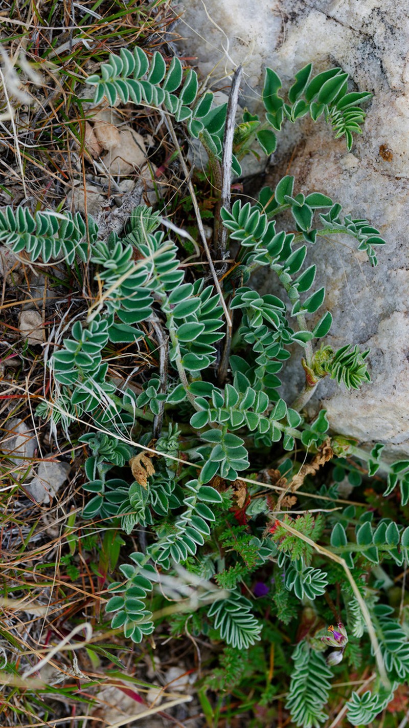 Browse Milkvetch photo 4