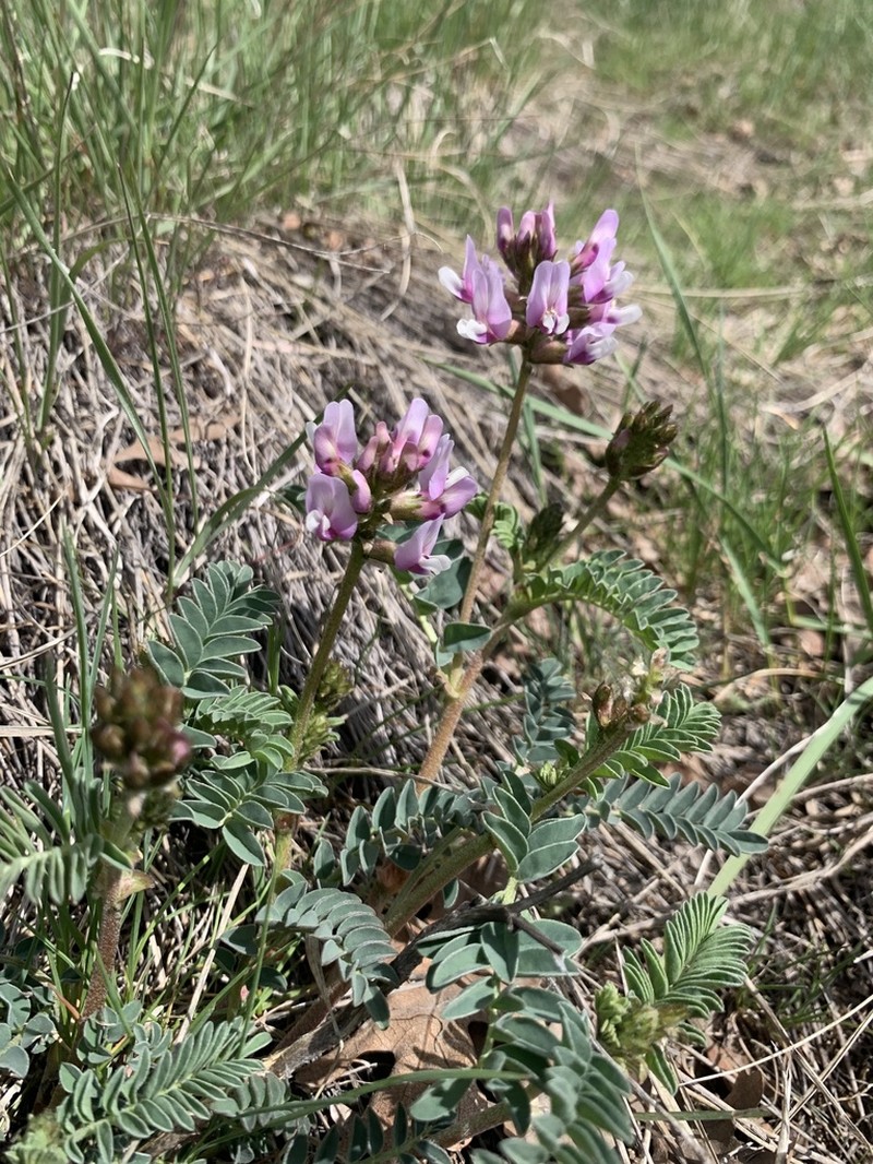 Browse Milkvetch photo 5