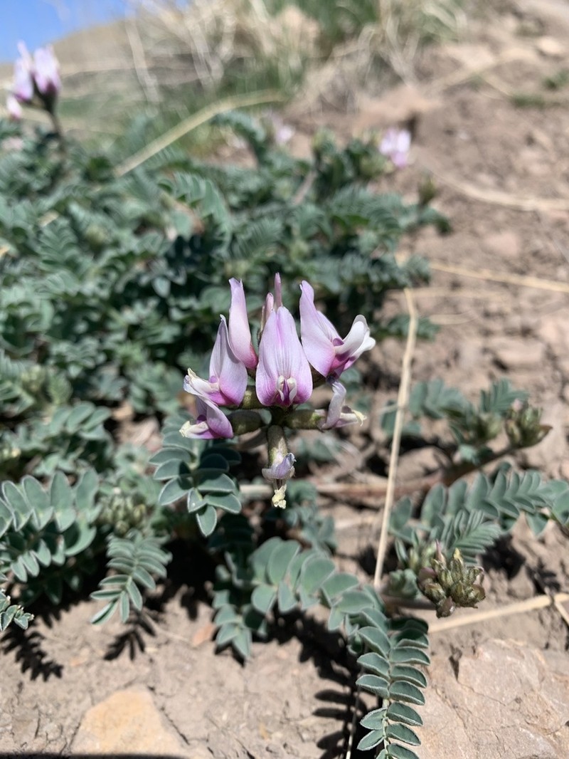 Browse Milkvetch photo 6
