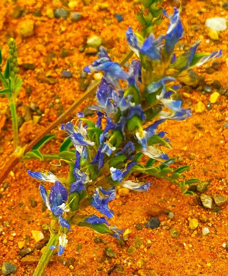 Browse Milkvetch photo 7