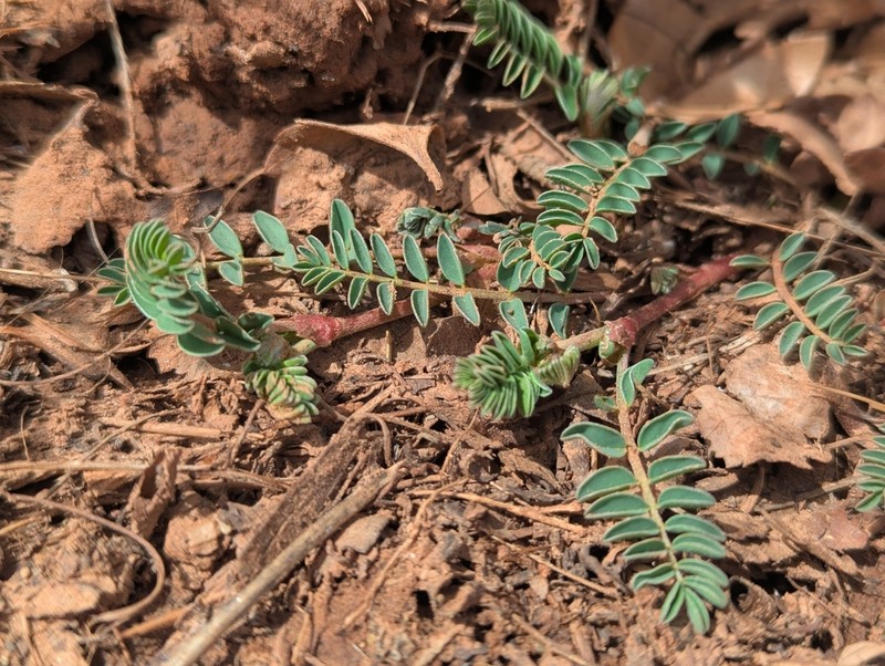 Browse Milkvetch photo 2