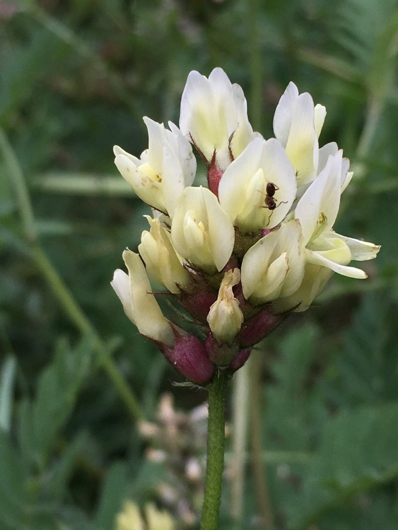 Chickpea Milkvetch photo 4