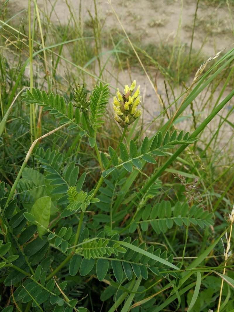 Chickpea Milkvetch photo 5