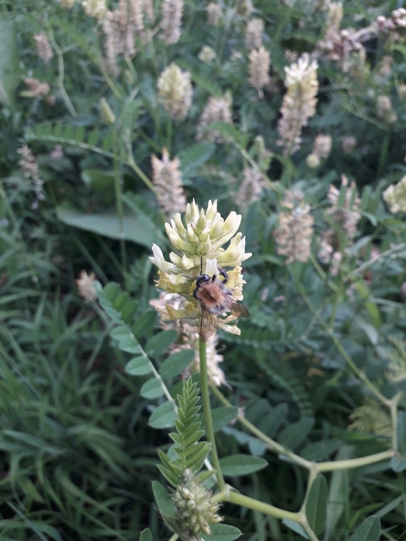 Chickpea Milkvetch photo 6