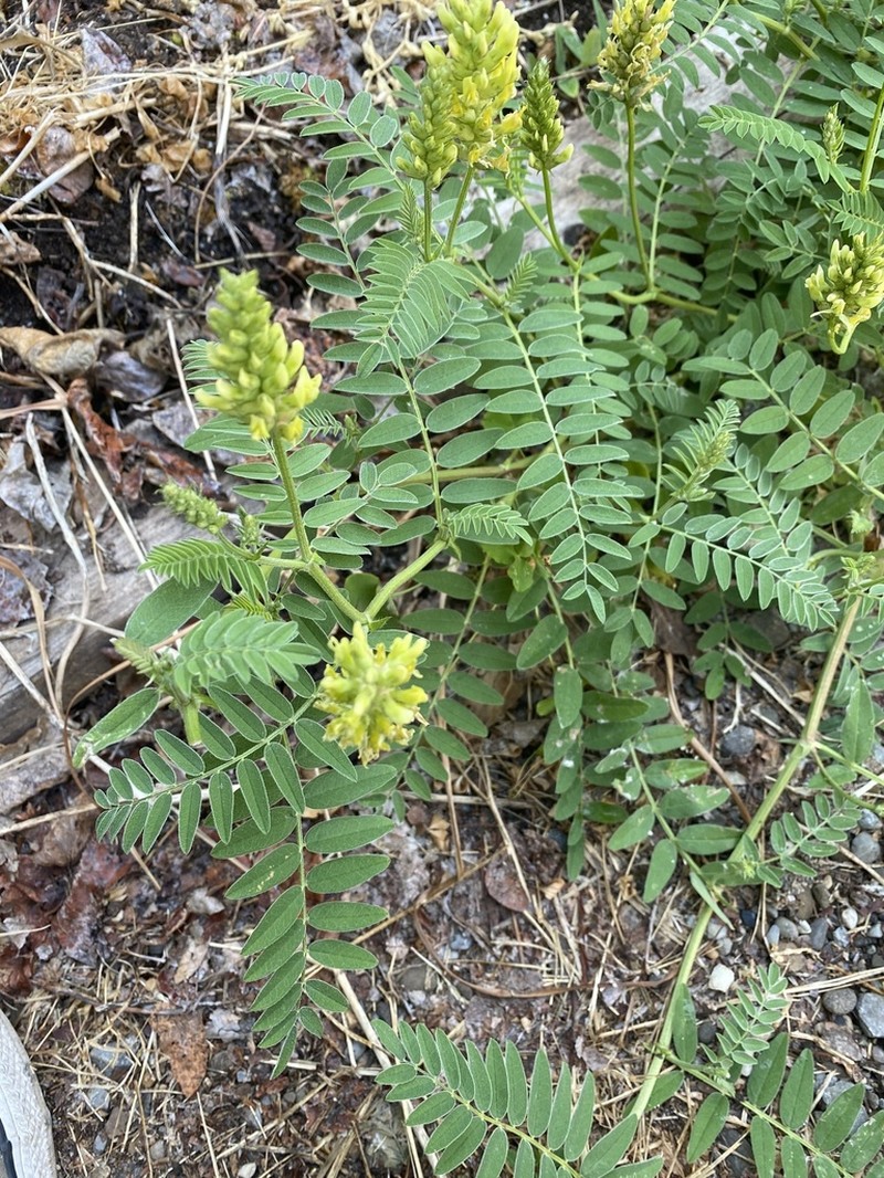 Chickpea Milkvetch photo 7