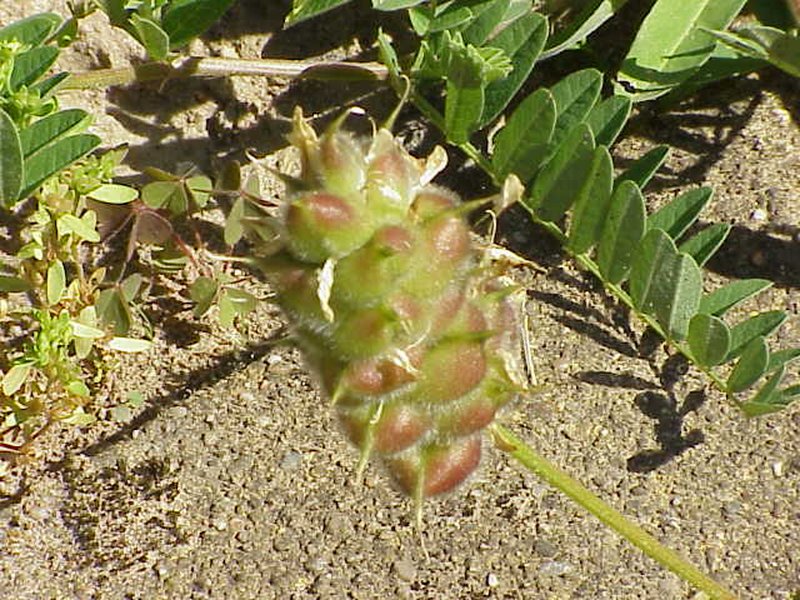 Chickpea Milkvetch photo 2