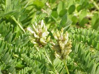 Chickpea Milkvetch