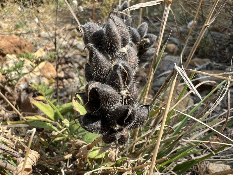 Chickpea Milkvetch photo 3