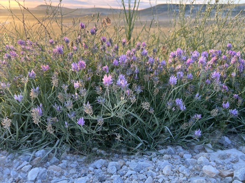 Astragalus cicerellus