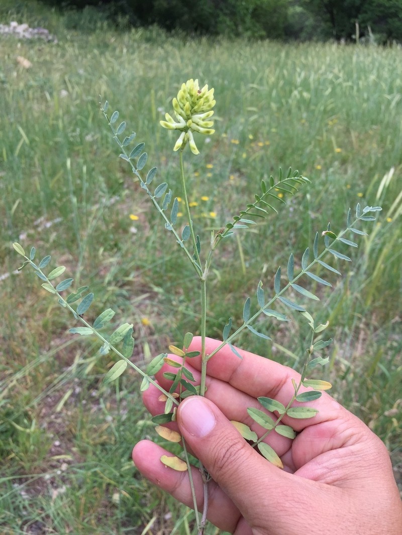 Astragalus cicerellus photo 2