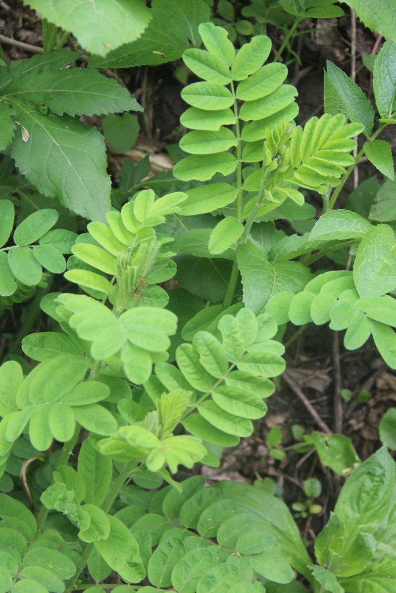 Astragalus ciceroides photo 2