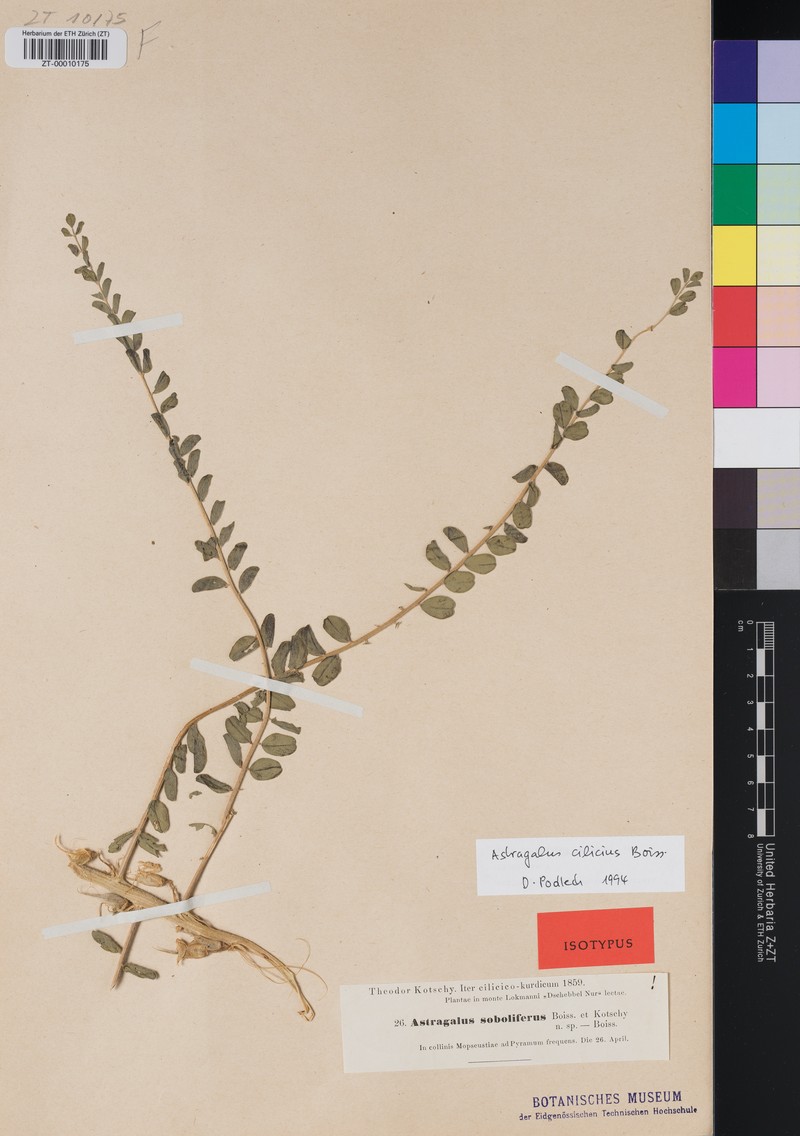 Astragalus cilicius