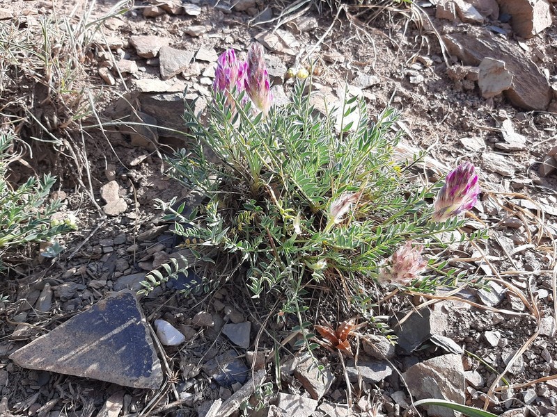 Astragalus ciloensis photo 5