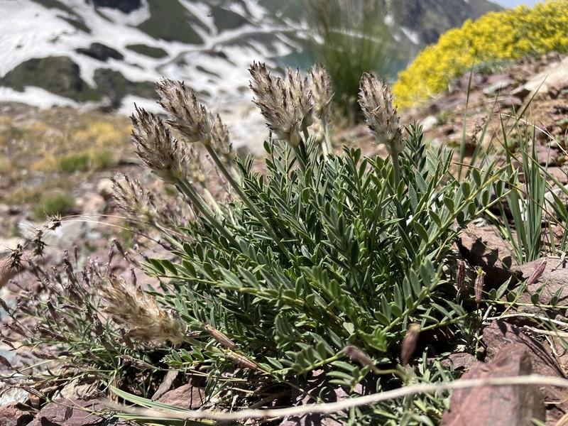 Astragalus ciloensis photo 6