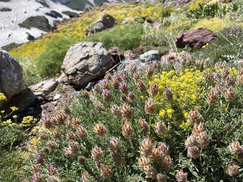 Astragalus ciloensis photo 7
