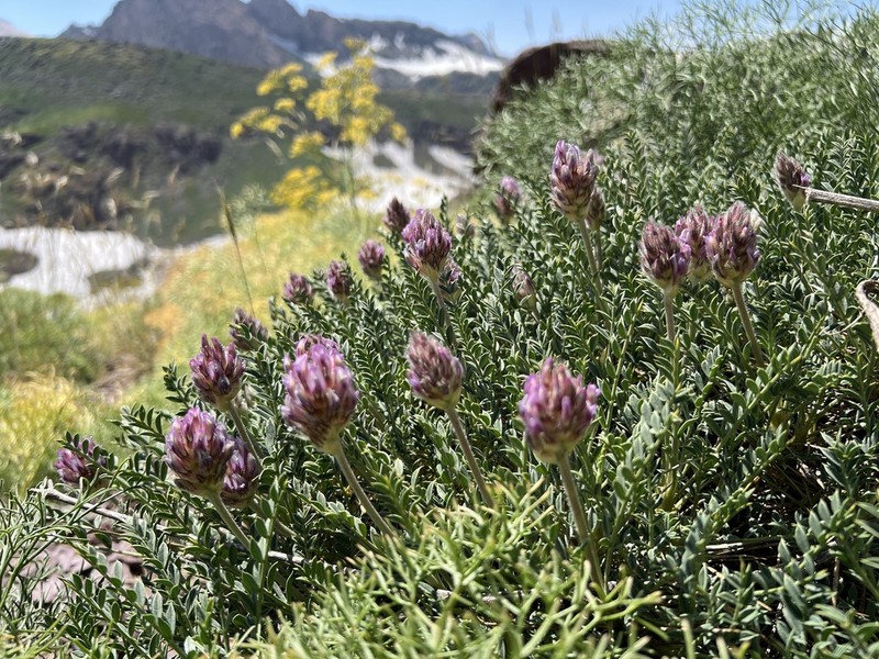 Astragalus ciloensis