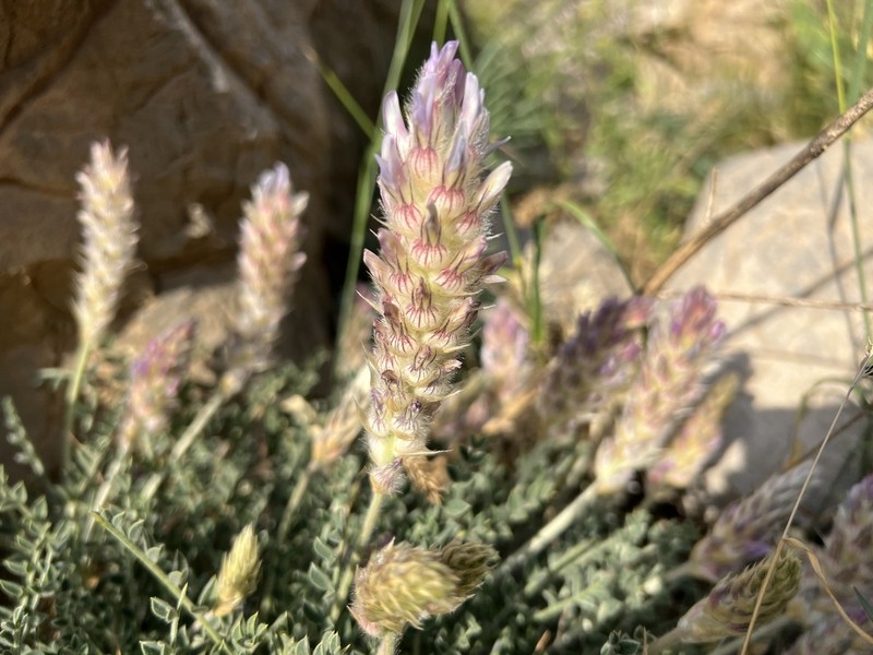 Astragalus ciloensis photo 2