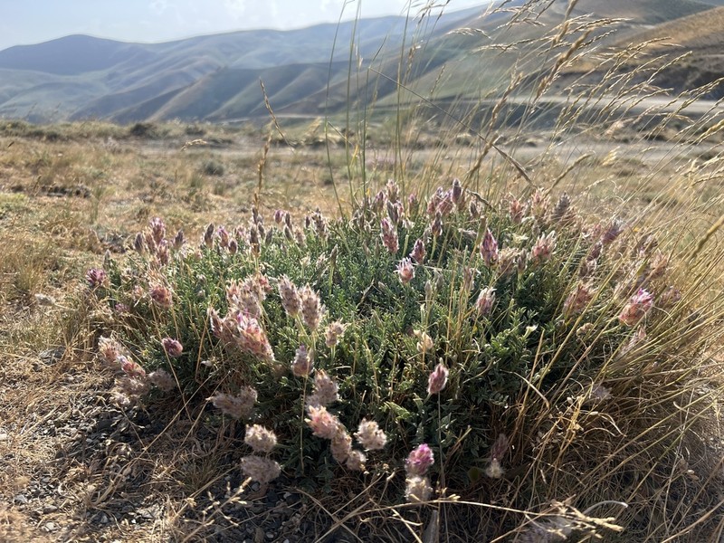 Astragalus ciloensis photo 3