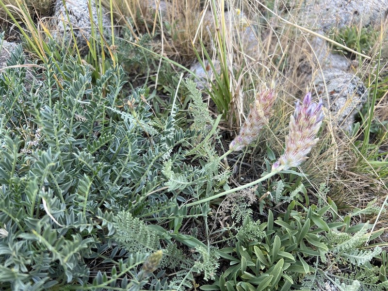 Astragalus ciloensis photo 4