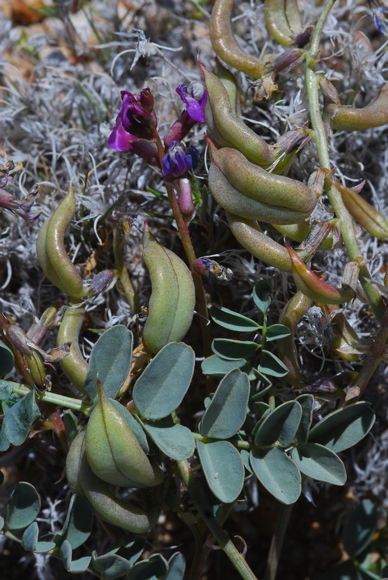 Cima Milkvetch photo 3