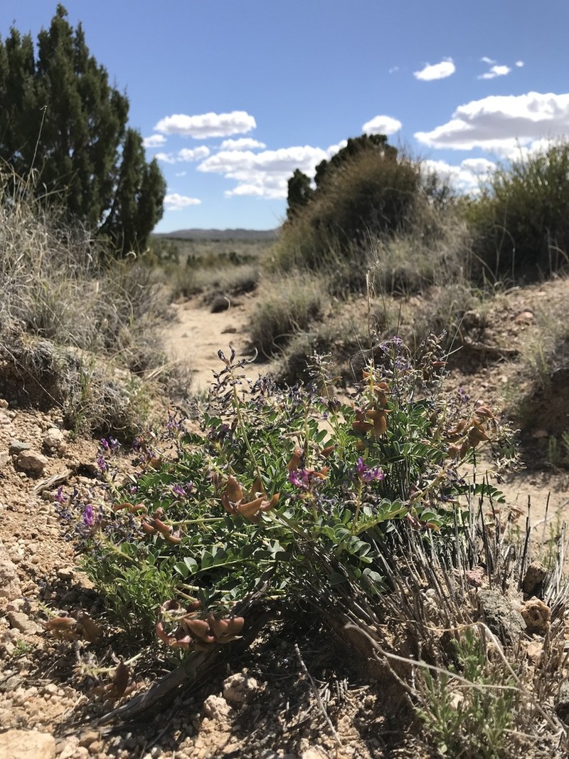 Cima Milkvetch photo 4