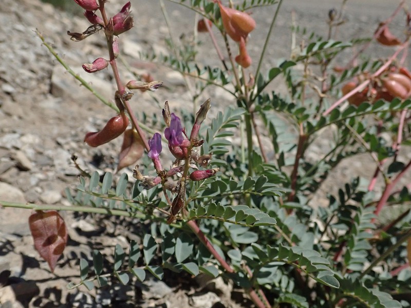 Cima Milkvetch photo 5