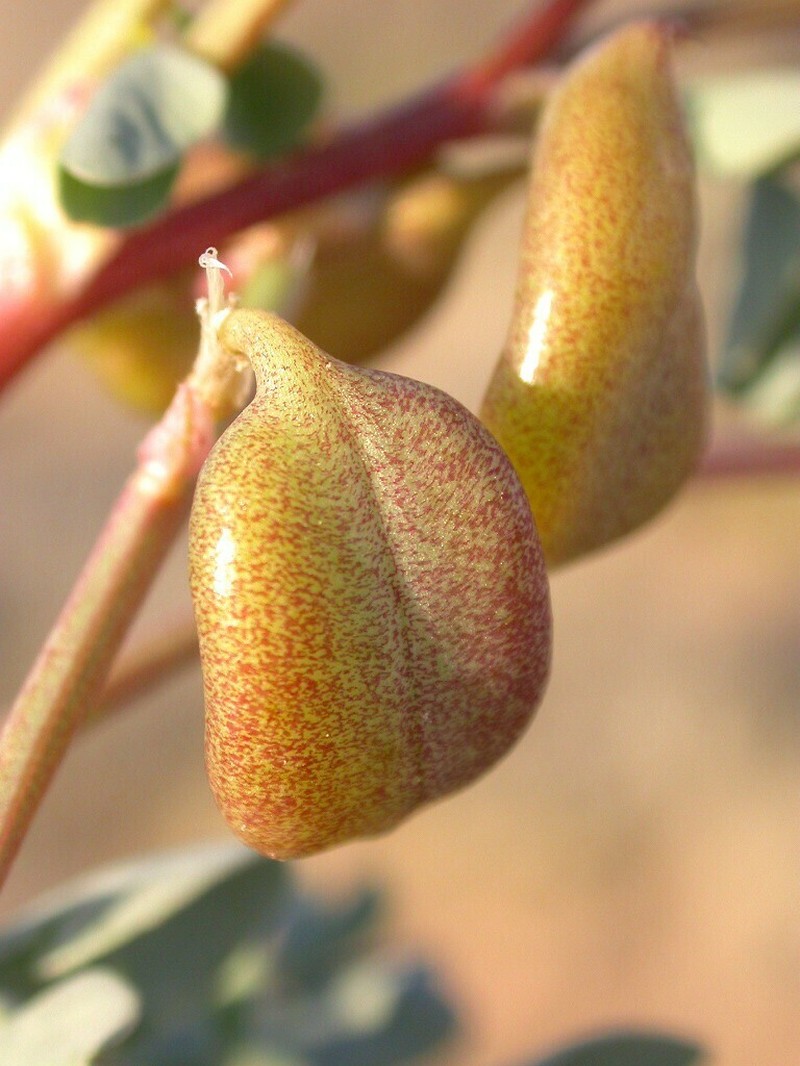 Cima Milkvetch photo 7