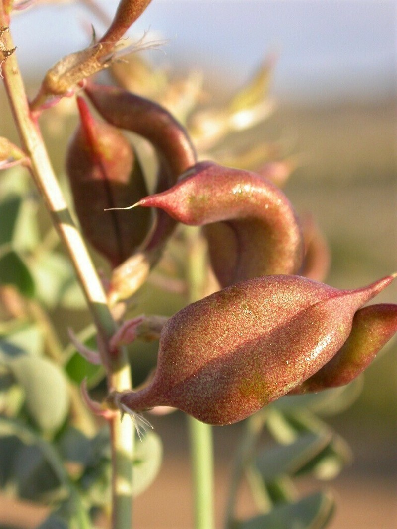 Cima Milkvetch photo 8