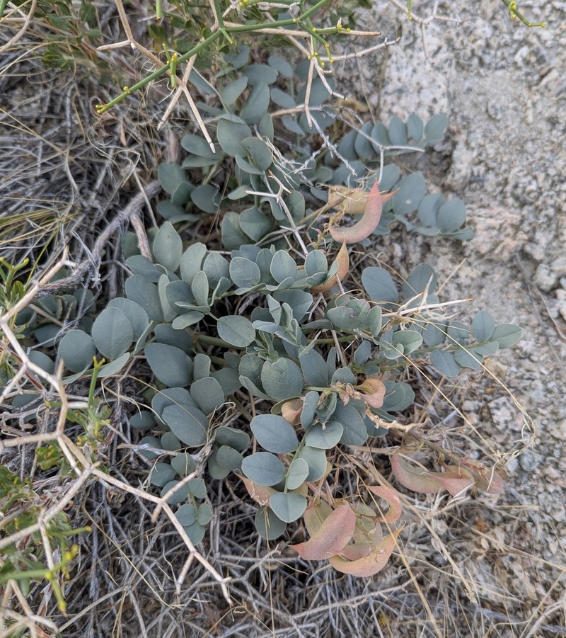 Cima Milkvetch photo 2
