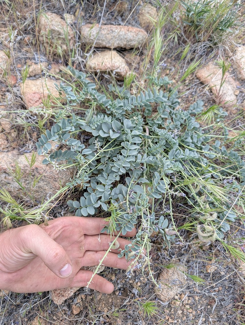 Astragalus cimae var. cimae