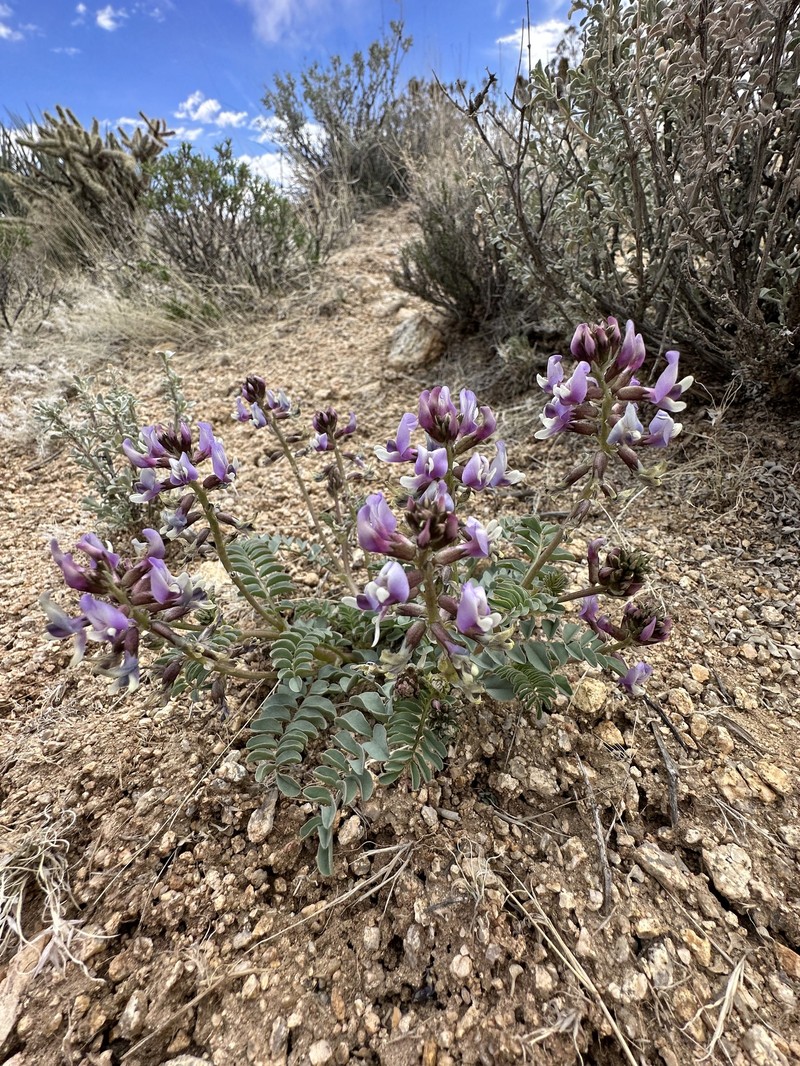 Astragalus cimae var. cimae photo 2