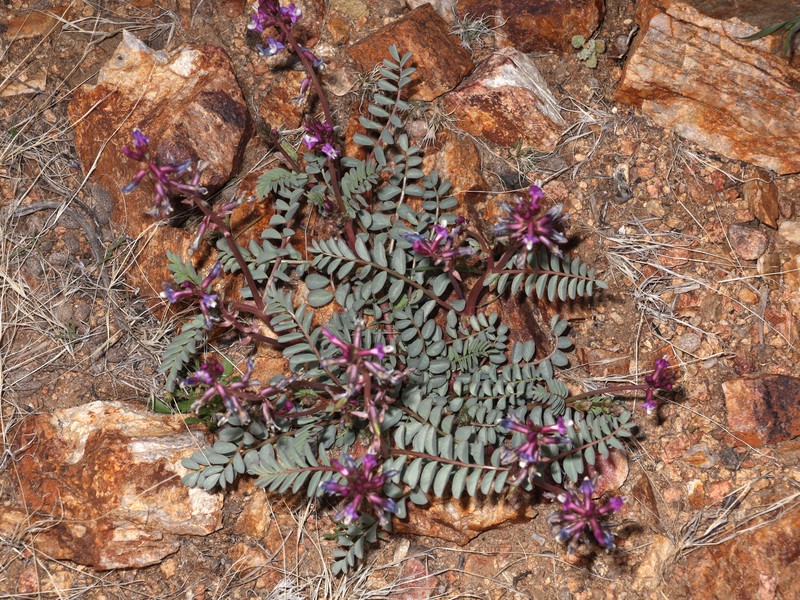 Astragalus cimae var. cimae photo 3