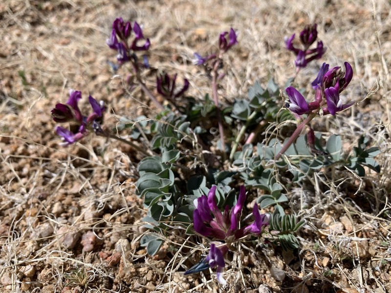 Astragalus cimae var. cimae photo 5