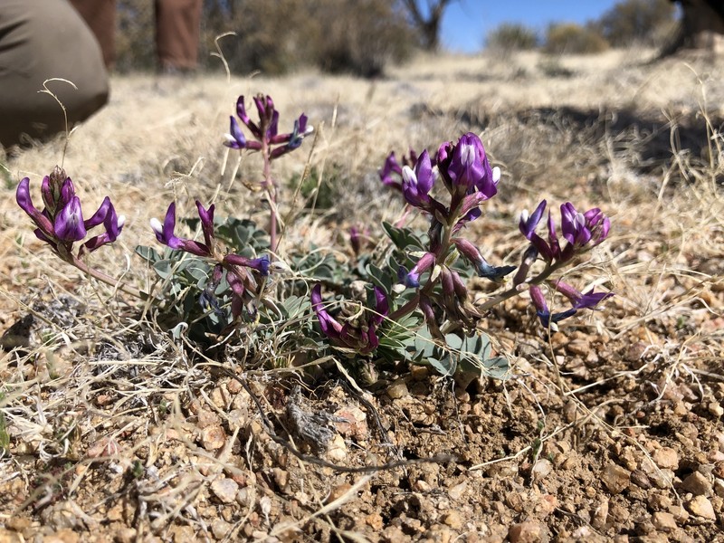 Astragalus cimae var. cimae photo 6