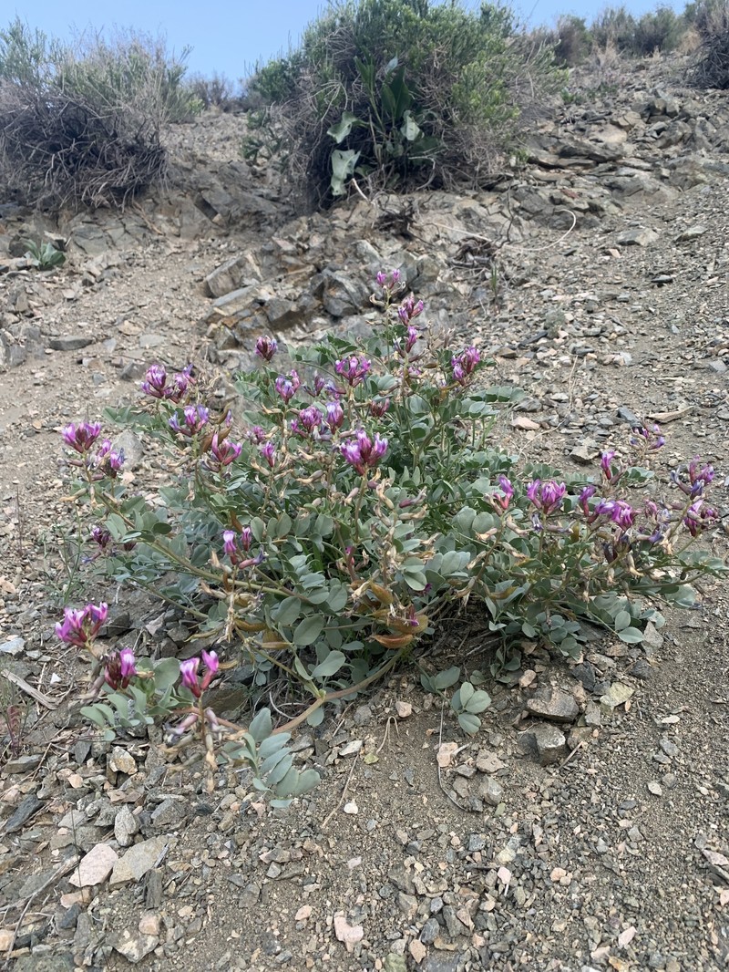 Astragalus cimae var. cimae photo 7