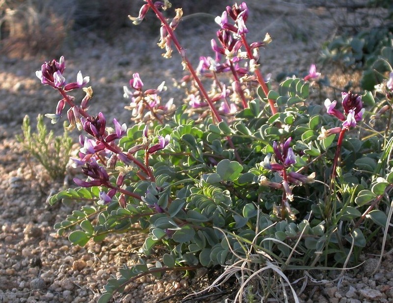 Astragalus cimae var. cimae photo 8