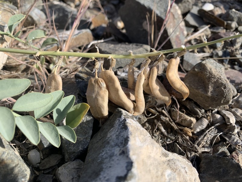 Astragalus cimae var. sufflatus