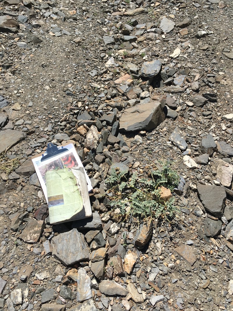 Astragalus cimae var. sufflatus photo 2