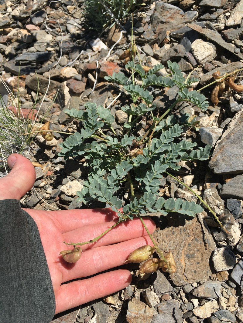 Astragalus cimae var. sufflatus photo 3
