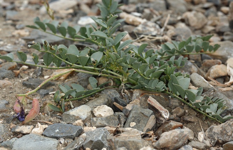Astragalus cimae var. sufflatus photo 4